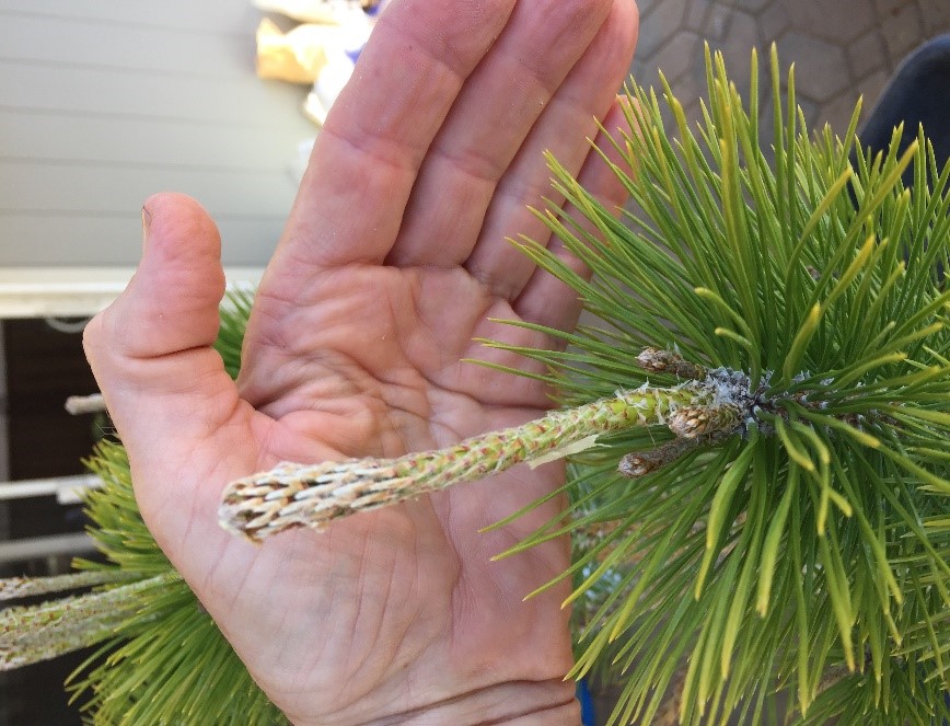 Preparation for Decandling of Your Japanese Black Pine By Michael