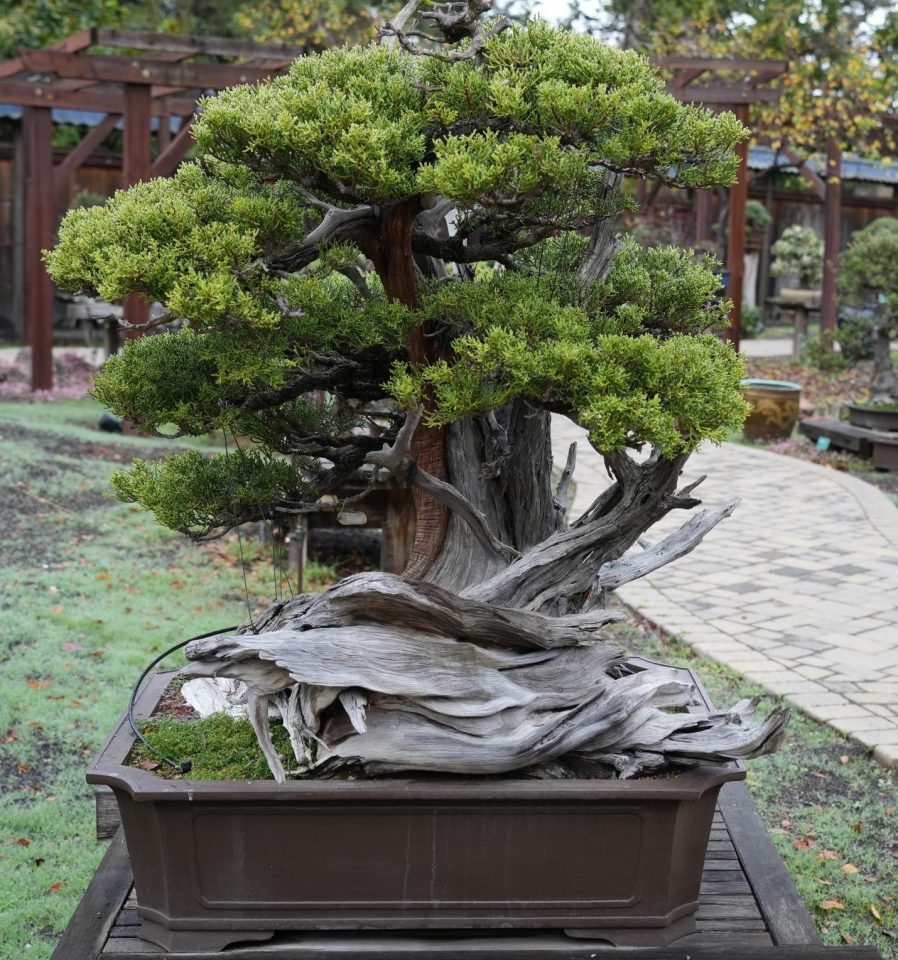 formschnitt eibe kaufen Eibe Groß Bonsai